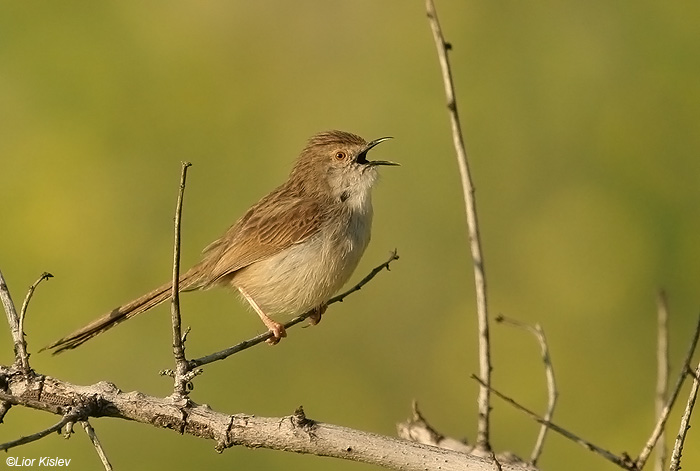   Prinia gracilis Graceful Prinia                                            , ,   2009.: 